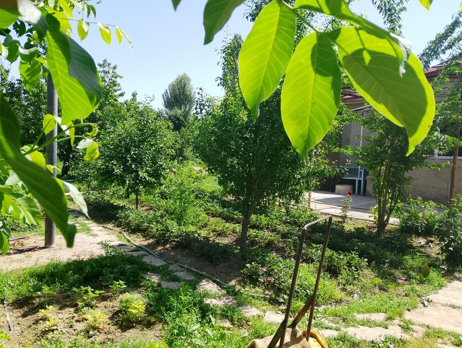 Toshkent v. Bostonlik tumanida 5xonoli dala xovli  uy joyi sotiladi