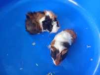Porcușori de Guinea