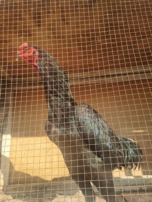 О шамо немец.март бошида чикан жожа сотилади.