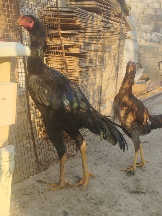 Dakan xoʻrozlar sotiladi