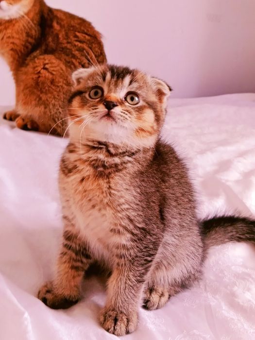 Шотландские здоровые котята 4 мес