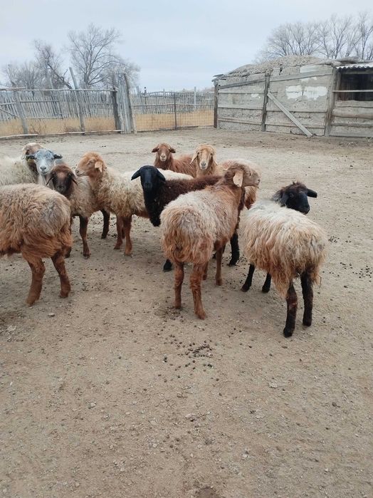 Тоқты сатылады ургашы еркек аралас