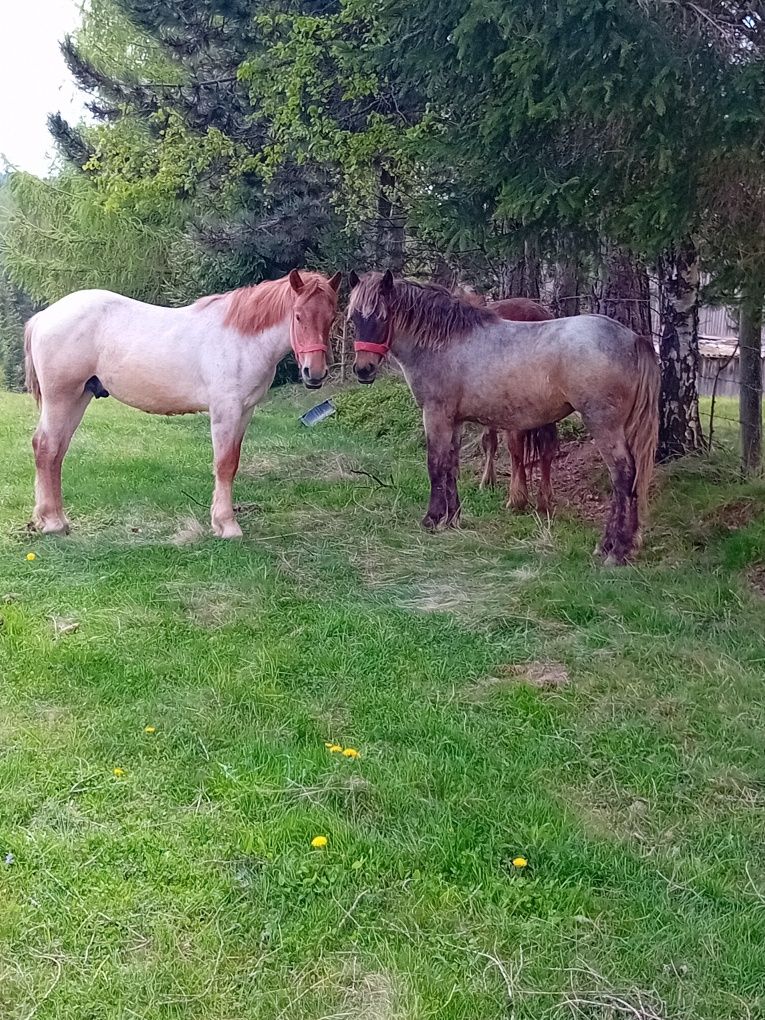 Vând o manză și un mânz