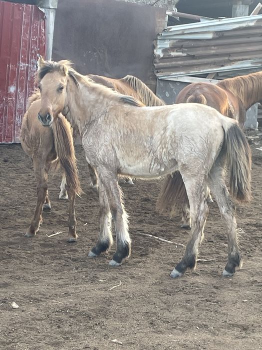 Жабагылар сатылалы