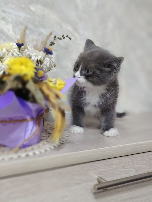 Котенок 1.5 мес .Мальчик .