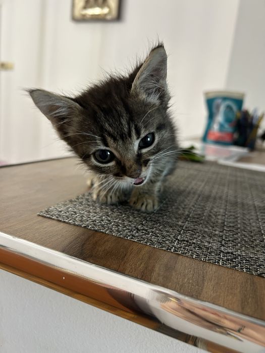 Pisoias de adoptat