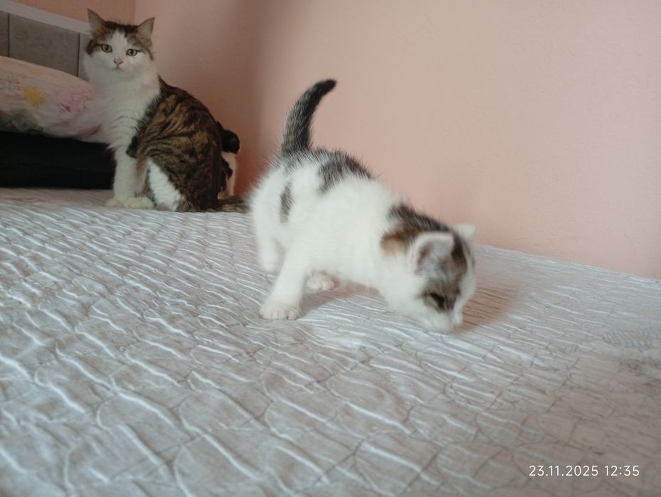 Продадим котят смесь турецкая ангорка