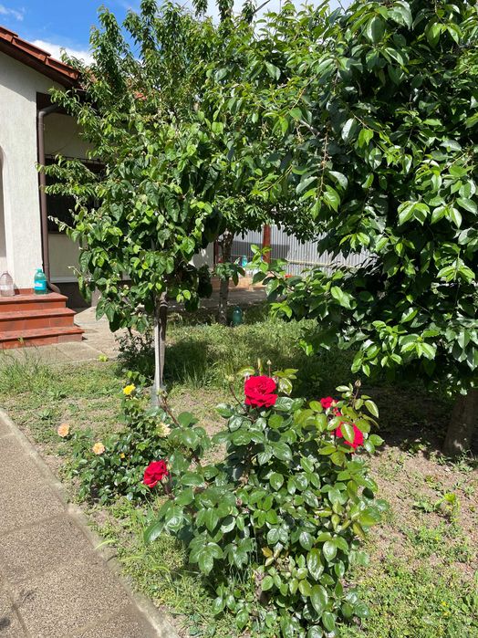 Casă cu grădină, în oraș, zonă A (zona piața Victoriei)