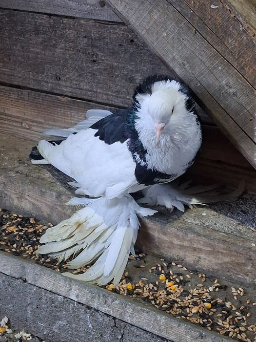 Porumbei Vând sau schimb