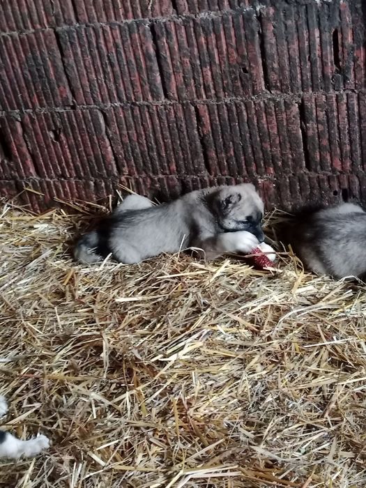 Vând oii bune de bune