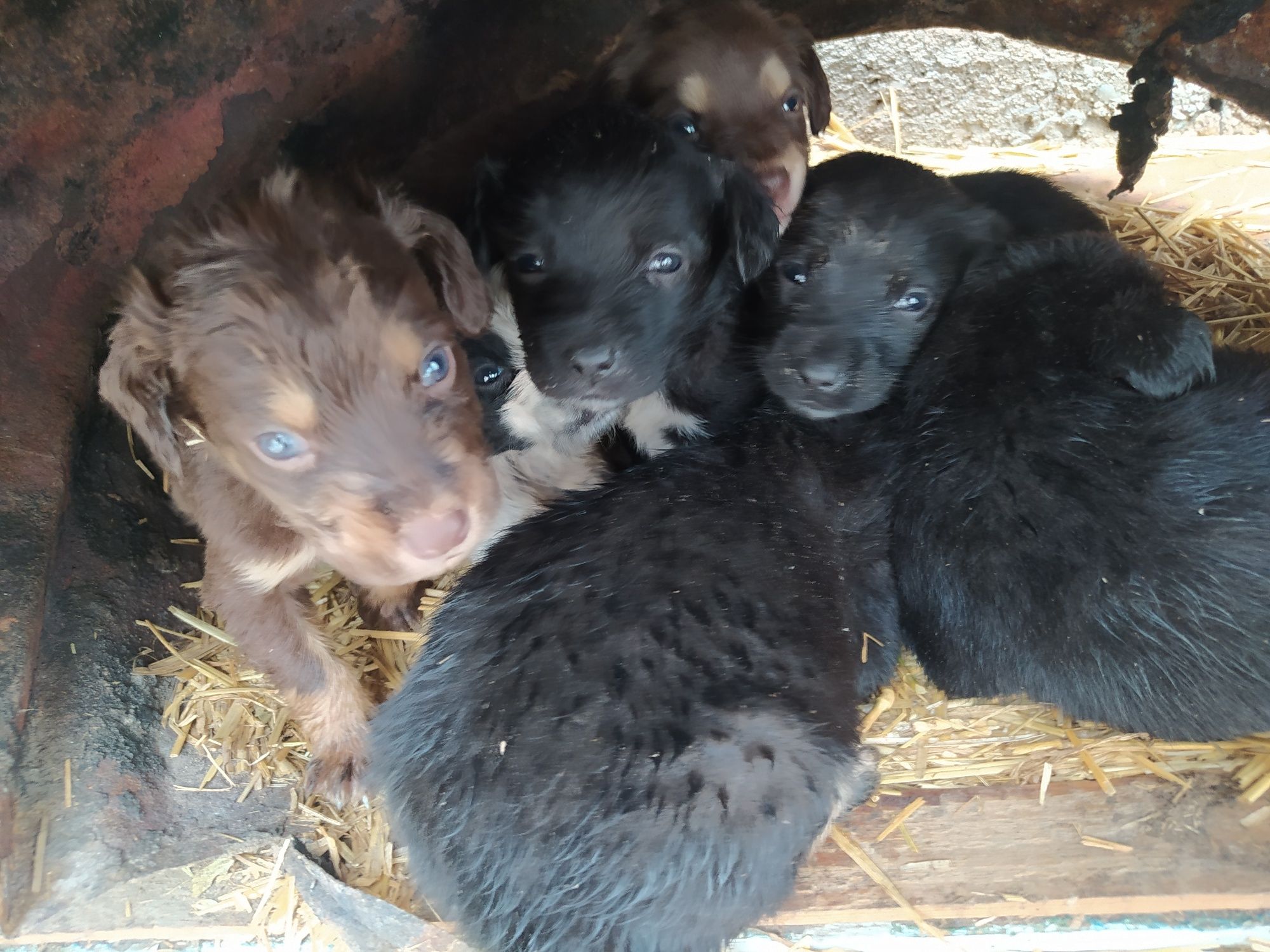 Spaniel kuchug bolalari sotiladi