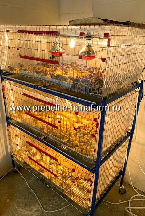 Oua de prepelita pentru incubat.