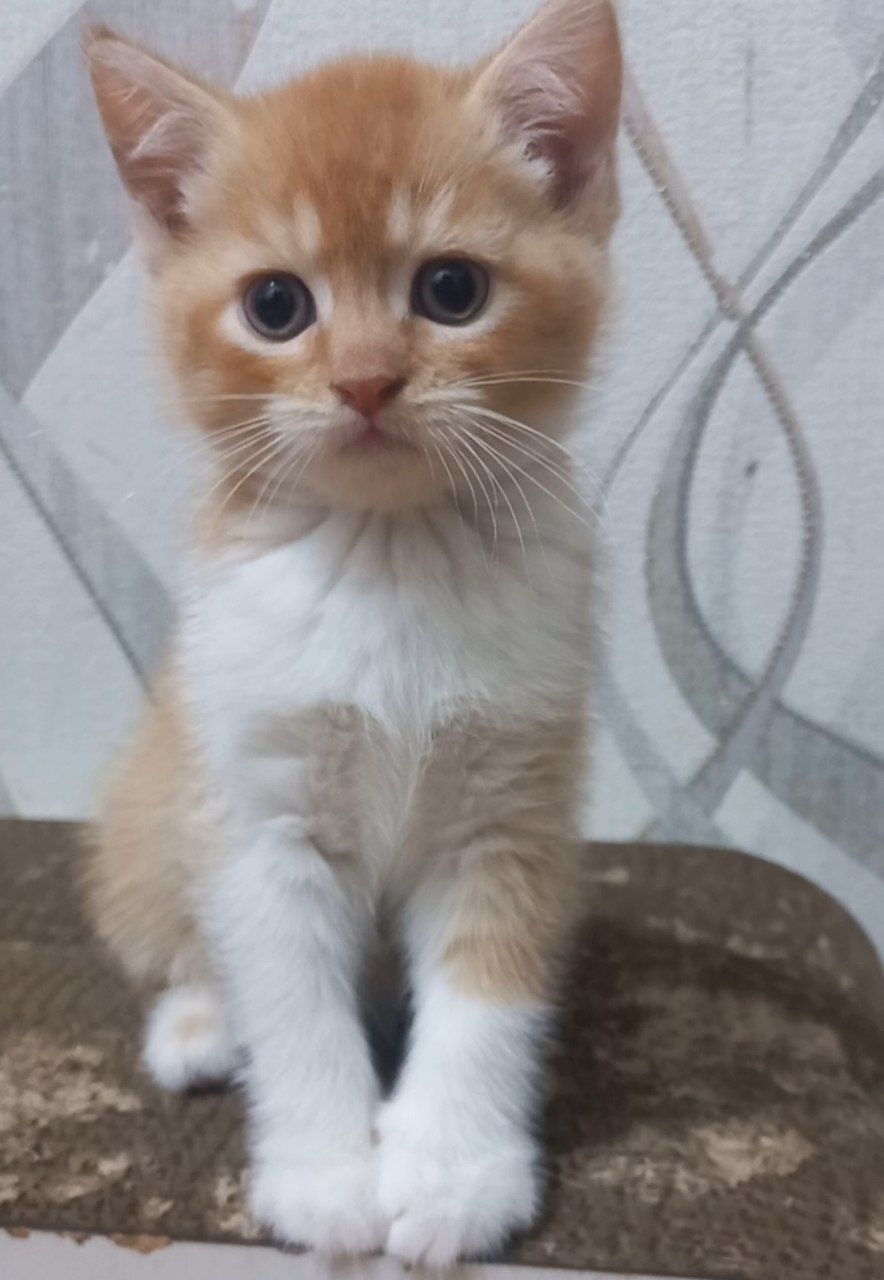 Скотиш страйт 1,5 месяцев