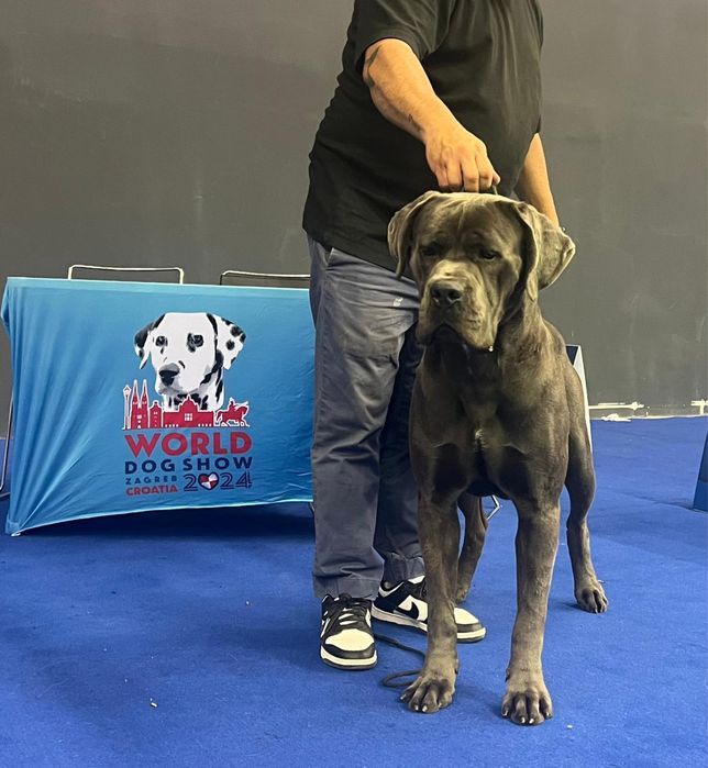 Cane corso cu pedigree!!