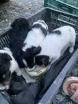Donezi 4 catei 3 fetite ,1 baiat