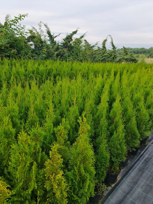 Tuia smaragd 125-200 cm perfect aclimatizați