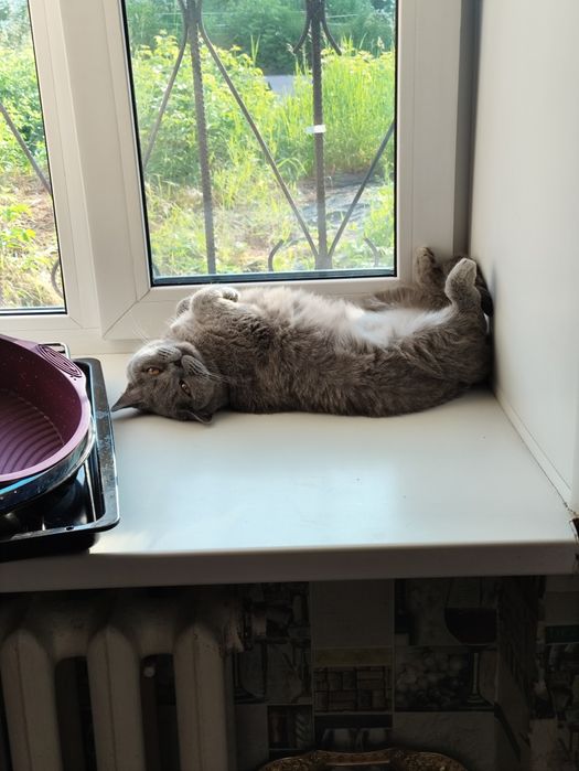 Отдам Кошку Британской породы