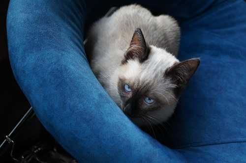 Чистокръвно Сиамско коте, женско, на 3 месеца