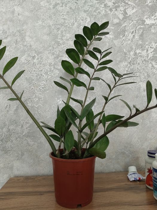Продам денежное дерево