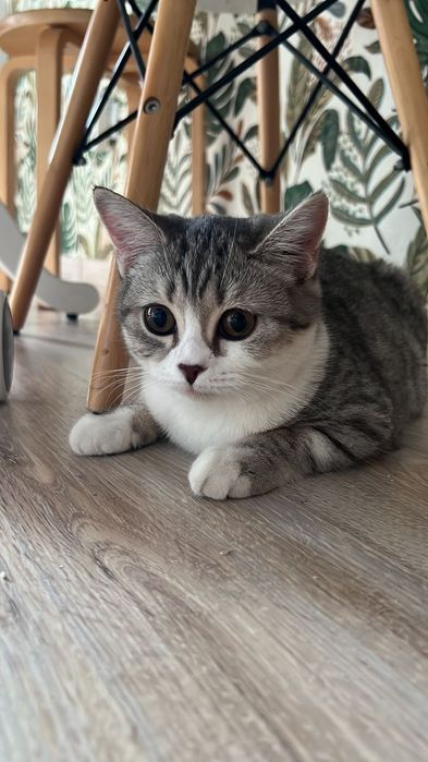 В добрые руки молодую кошечку