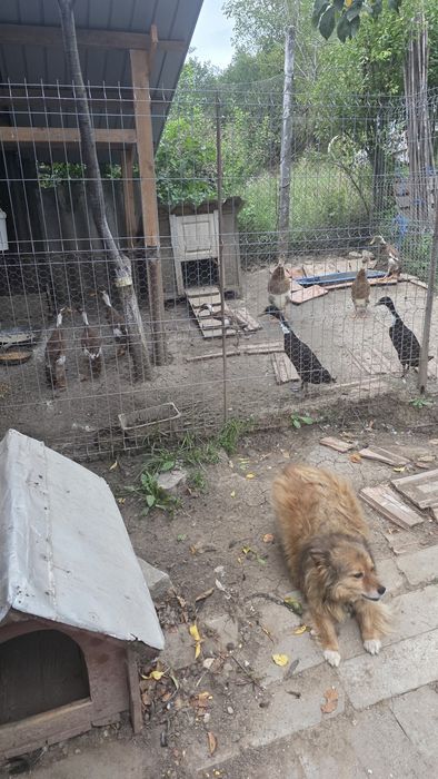 Rate indiene alergatoare adulte 450 lei toate