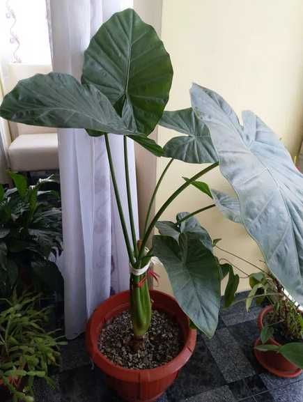 Vând floare cală, la ghiveci. PREȚ 75 Lei.