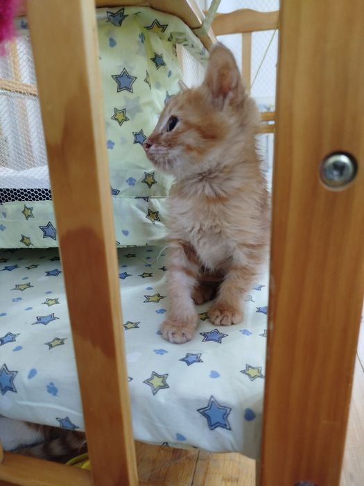 Котенок 2 айлык еркек