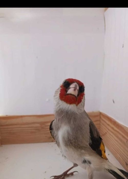 Щеглы сероголовые самцы.