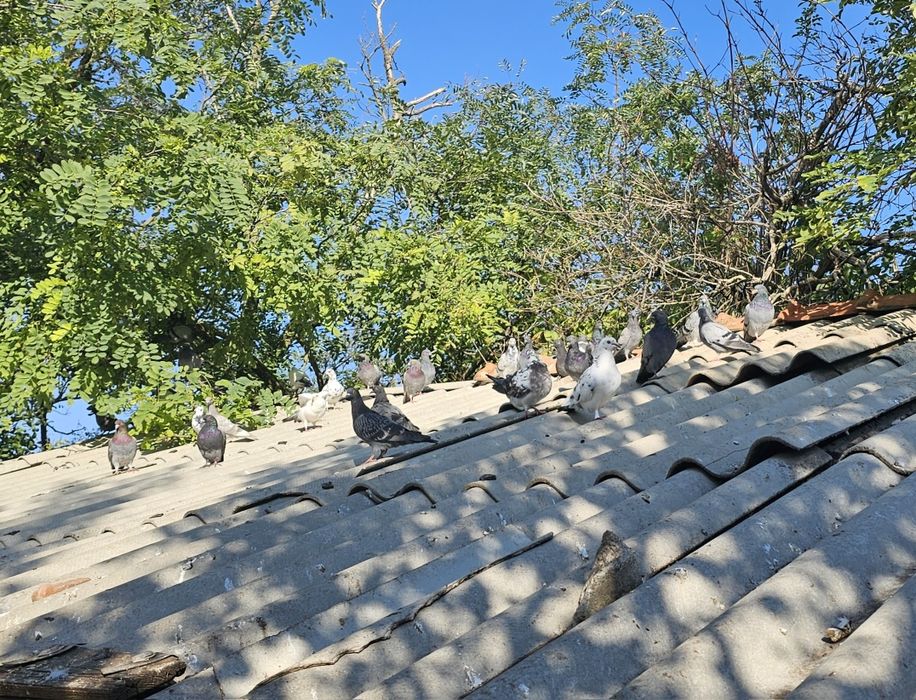 Porumbei voiajori