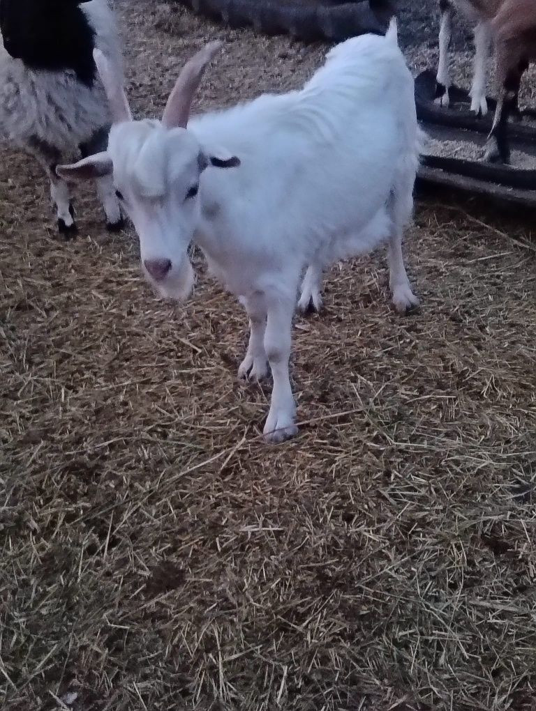 Vând țap sau schimb cu cereale