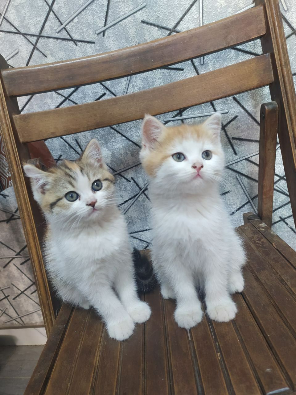 Пародисти котят  скоттиш стрйт и Залатой шиншилла