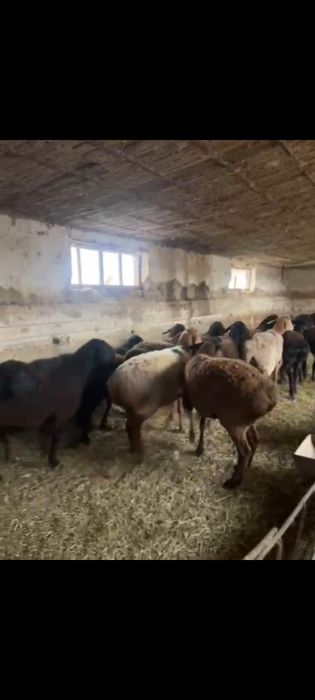 22 бас саулық сатылады