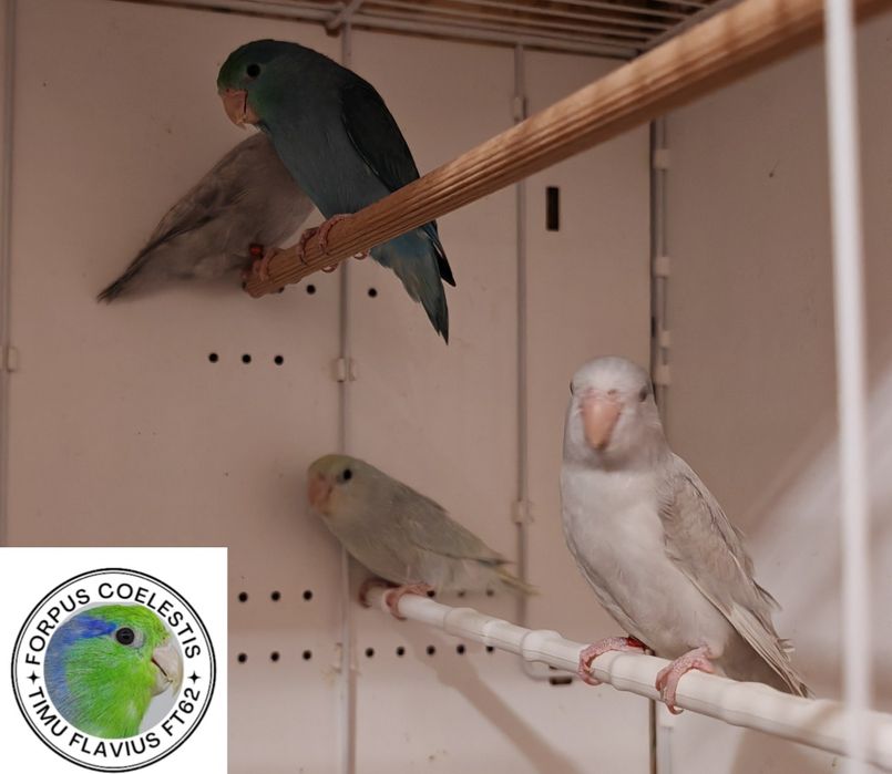 Papagali Forpus coelestis