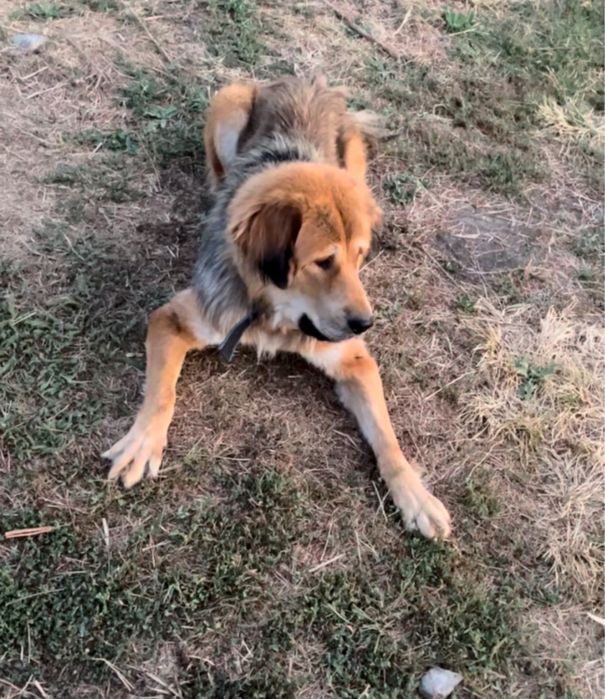 Ищем кабеля тибетского мастифа на вязку!