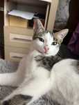 Котенок бесплатно