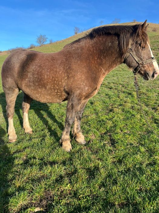 Vând iapă gestantă