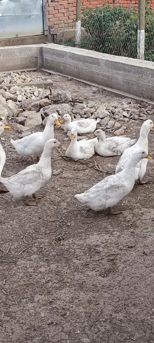 Патици -  крякащи