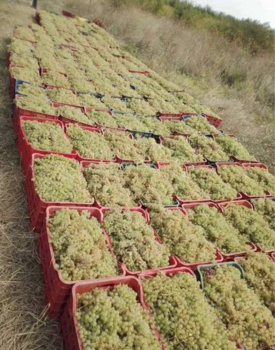 Vand struguri de vin cu transport la domiciliu gratuit