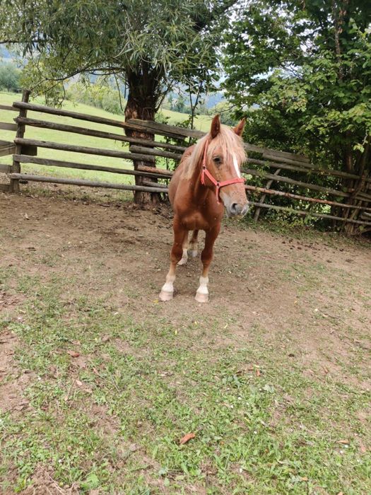 Manz de vnzare mai multe det la nr