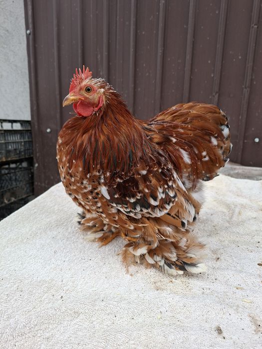 Vând cocoși Cochinchina pitic