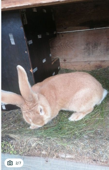 Vând iepuri fluture german și uriaș german galben