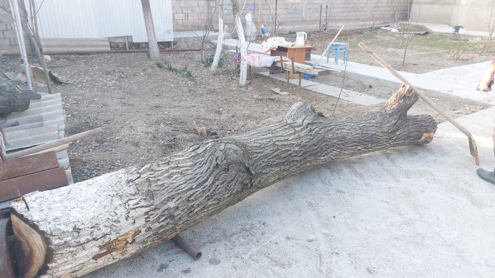 Продам бревно от орешины, не гнилой!