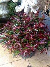 Леукоте(Leucothoe “burning love”)