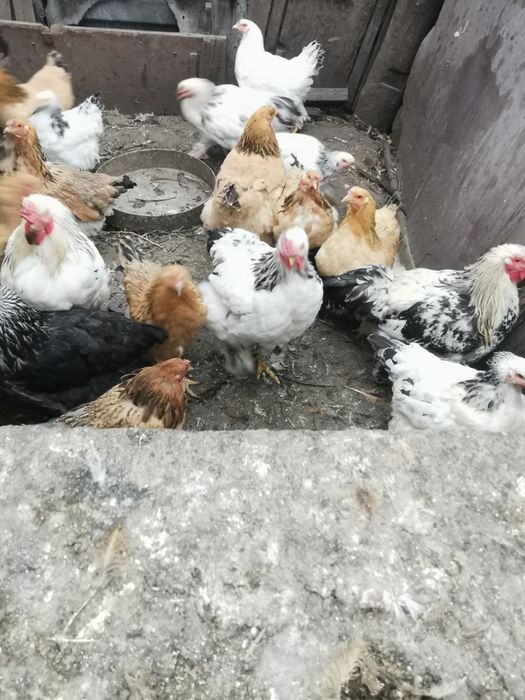 Продам кур и петухов помесь Брама