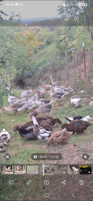 De vânzare gâscani Românești