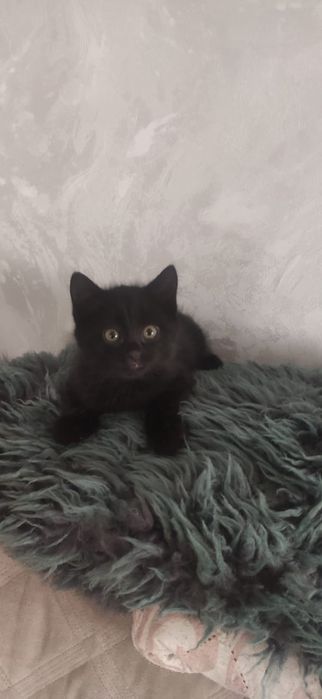 Отдам котят в хорошие и добрые руки