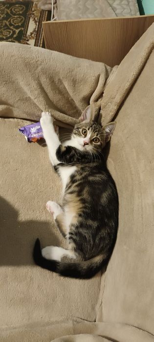 Pisicut pentru adoptie.