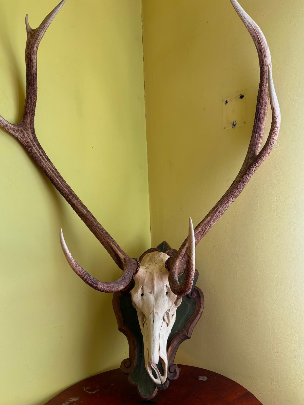 Trofee de vânătoare cerb
