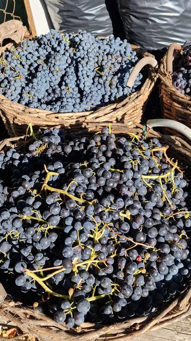 Struguri Merlot pentru vin