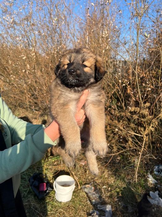 Щенки в добрые руки